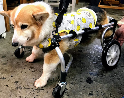 犬の車椅子　超小型犬用２輪車