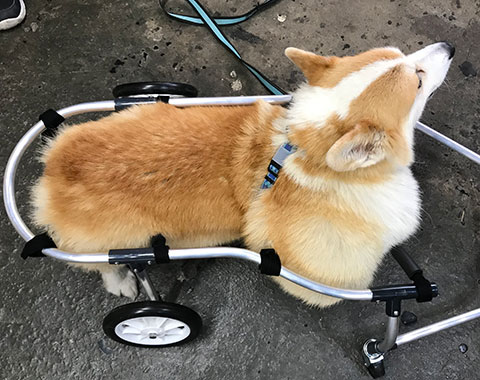 ポチの車椅子 - 犬用品