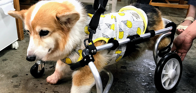 犬用 四輪 車椅子 介護 中型犬-