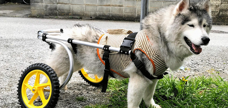 大型犬 歩行器（ポチの車椅子製作）-