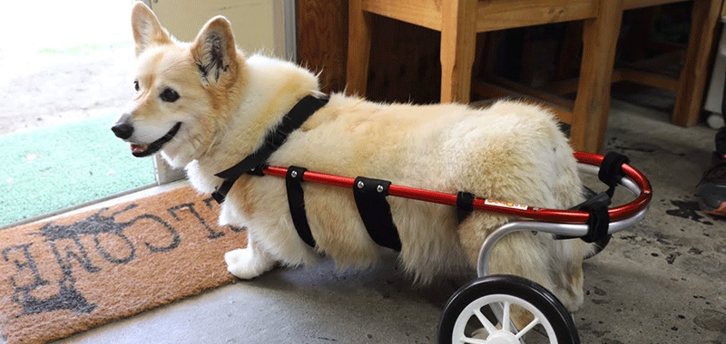 犬用車椅子、柴犬用車椅子4輪車、犬の車椅子 犬用品 ペット用品 その他
