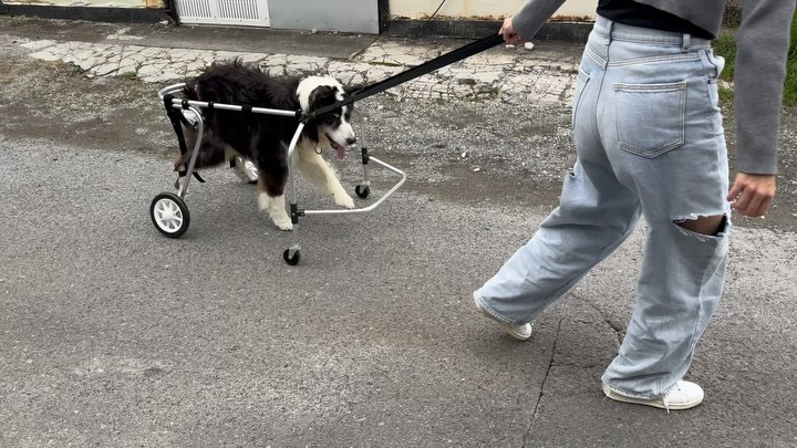 神奈川県厚木市でペットの車椅子制作はポチの車椅子をご利用ください | 犬の車椅子・歩行器の制作販売