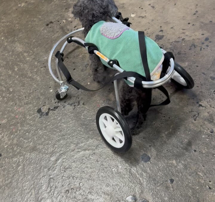 ここ最近、老犬の四輪車が多く出ています