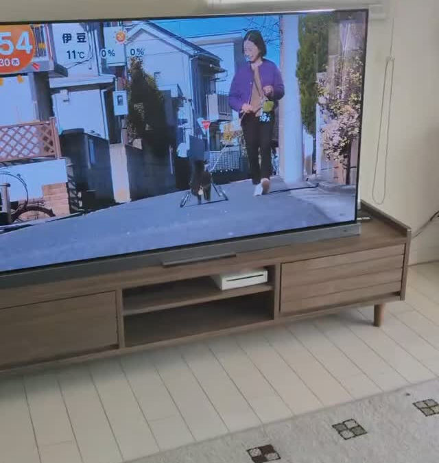 めざましテレビ、今日のワンコにまたまた銀チャリが搭乗しました