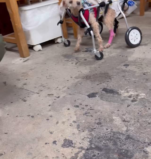 最近のグル活さん達