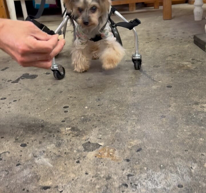 最近は老犬の子が中心です