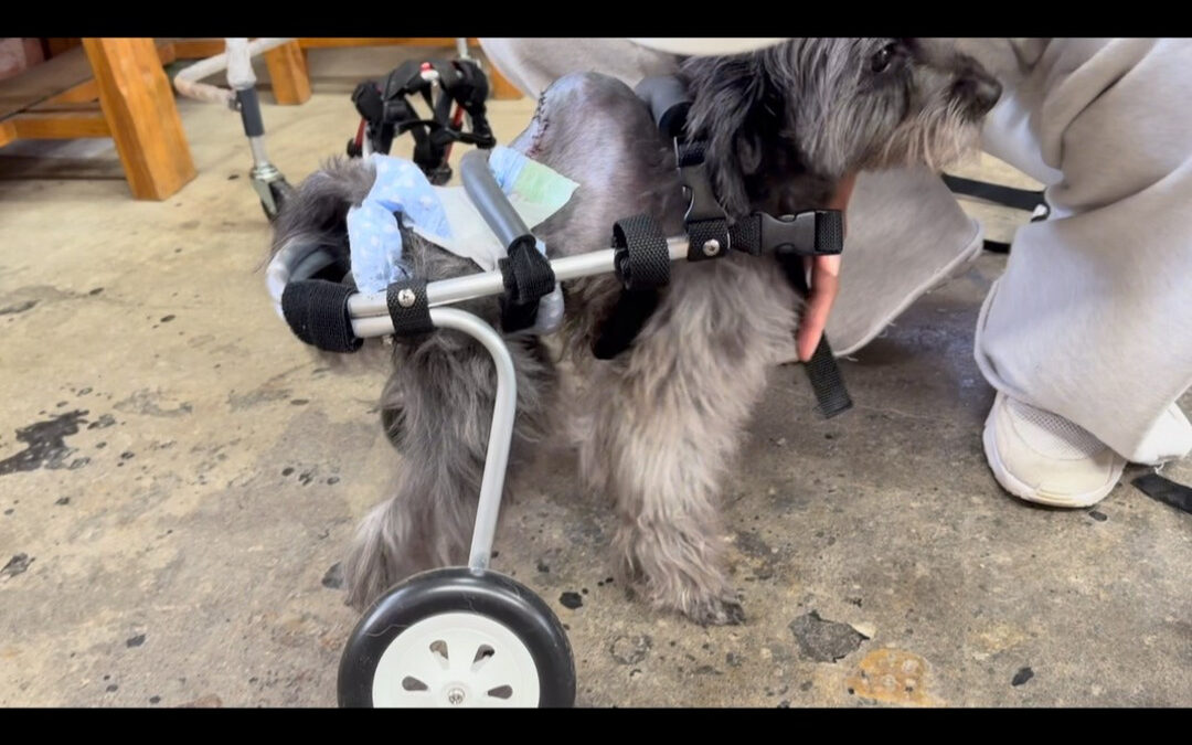 先天性の脊髄の奇形