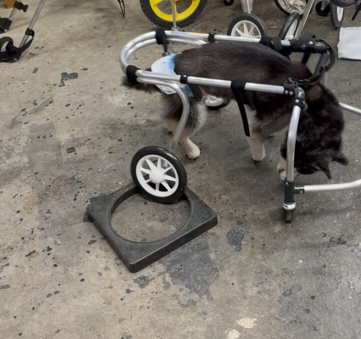 今日のグル活さん