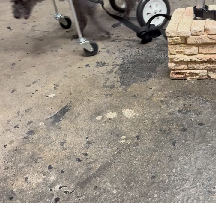 日曜日も大忙しでしたが、楽しい日でした