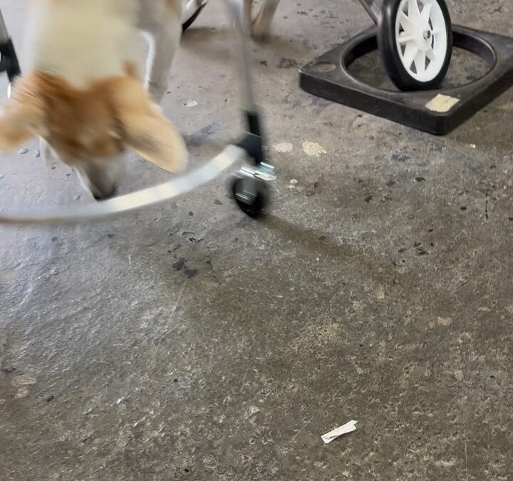 今日のグル活君