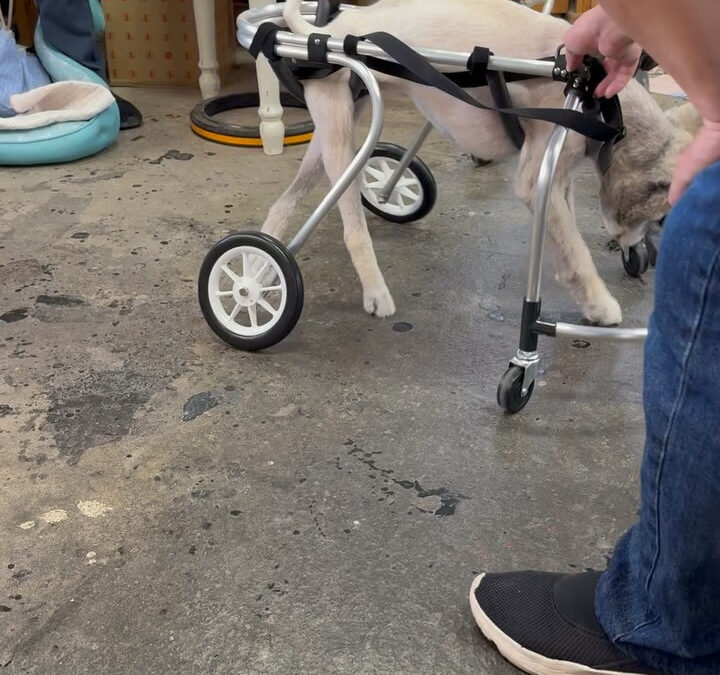 今日のグル活さん