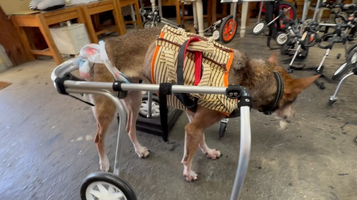 ポチの車椅子 ポチの車イス 中型犬 神奈川県厚木市でペットの車椅子制作はポチの車椅子をご利用