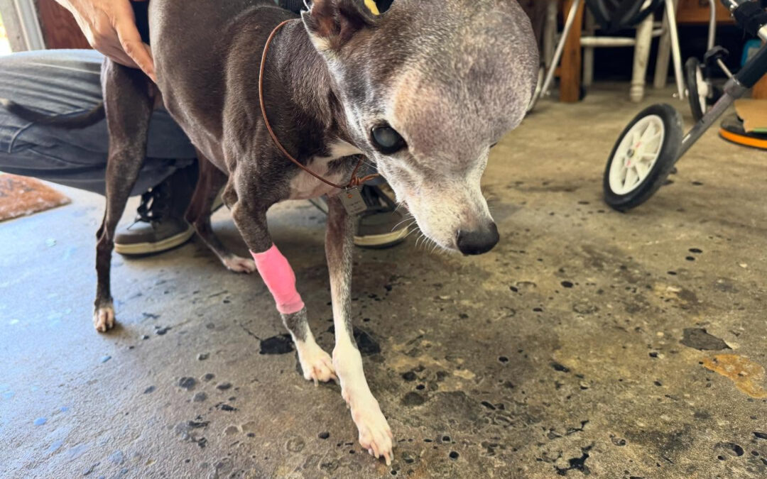 頭に腫瘍が出来てしまったイタグレさん