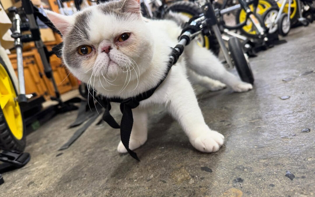 今日のニャンとワン