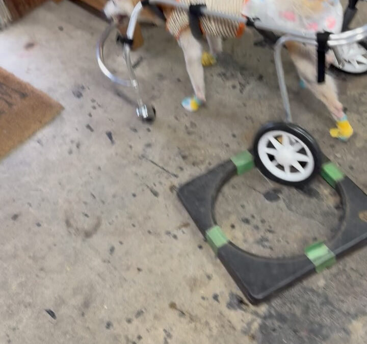 今日は元気の良いグル活さんと猫ちゃんです