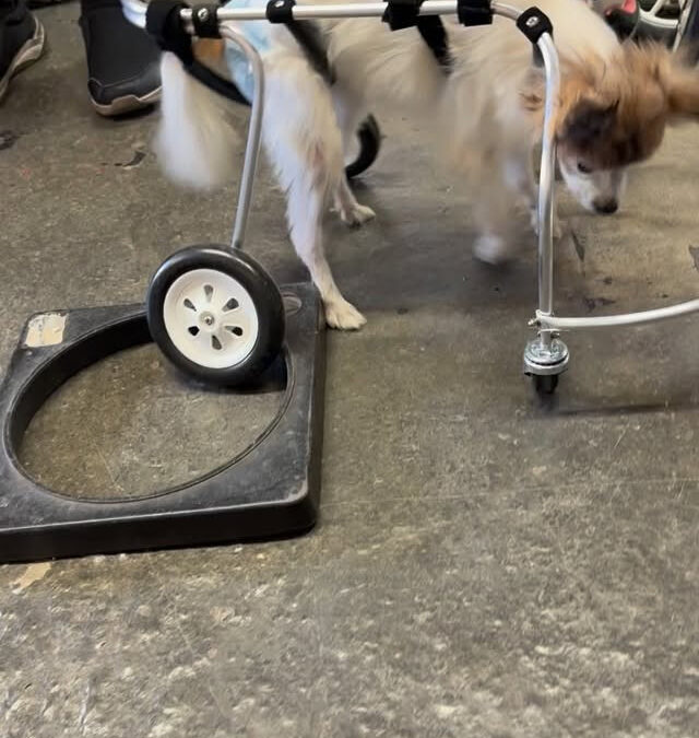 今日も遠いところから9匹ものワンちゃんが来て下さいました