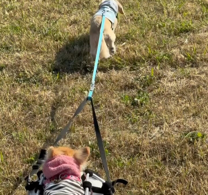 さくらちゃんの車椅子、可愛すぎです！