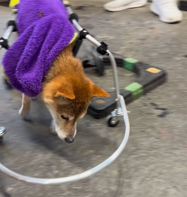 今日のグル活さん