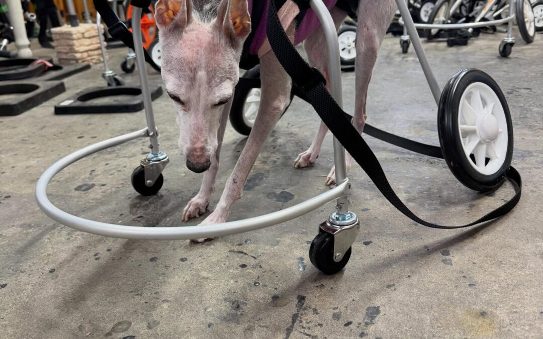 今日のイタグレさん、、、