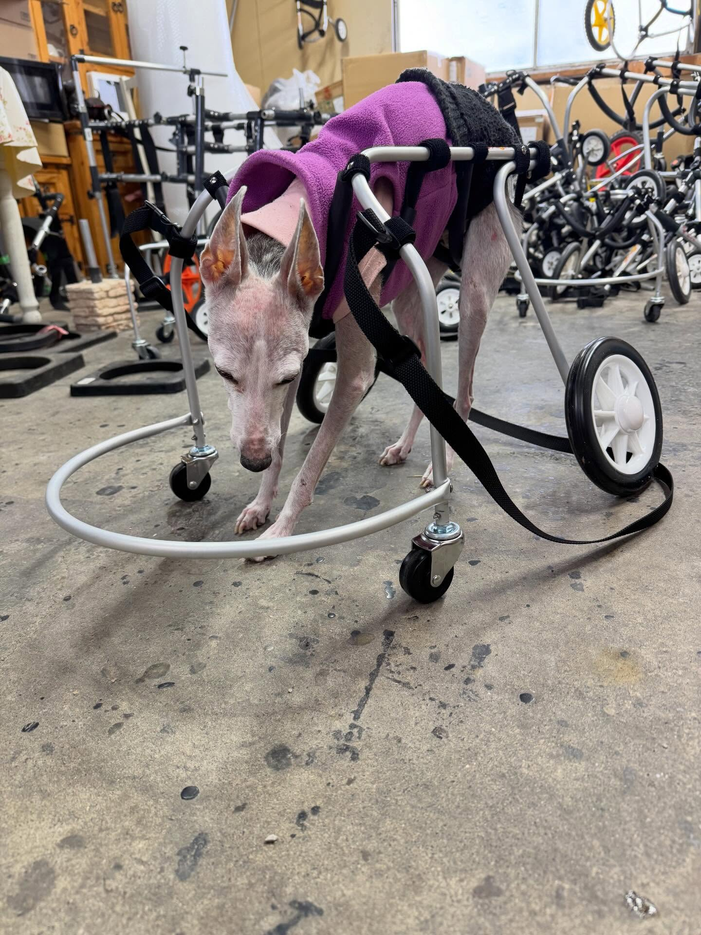 神奈川県厚木市でペットの車椅子制作はポチの車椅子をご利用ください