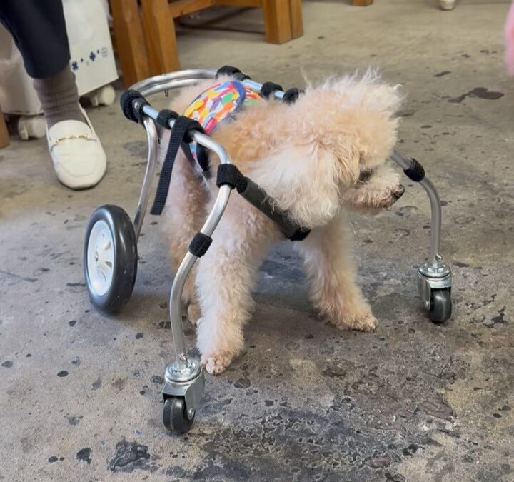 最近は痴呆症の老犬四輪車椅子が多いのですが、久しぶりに元気な