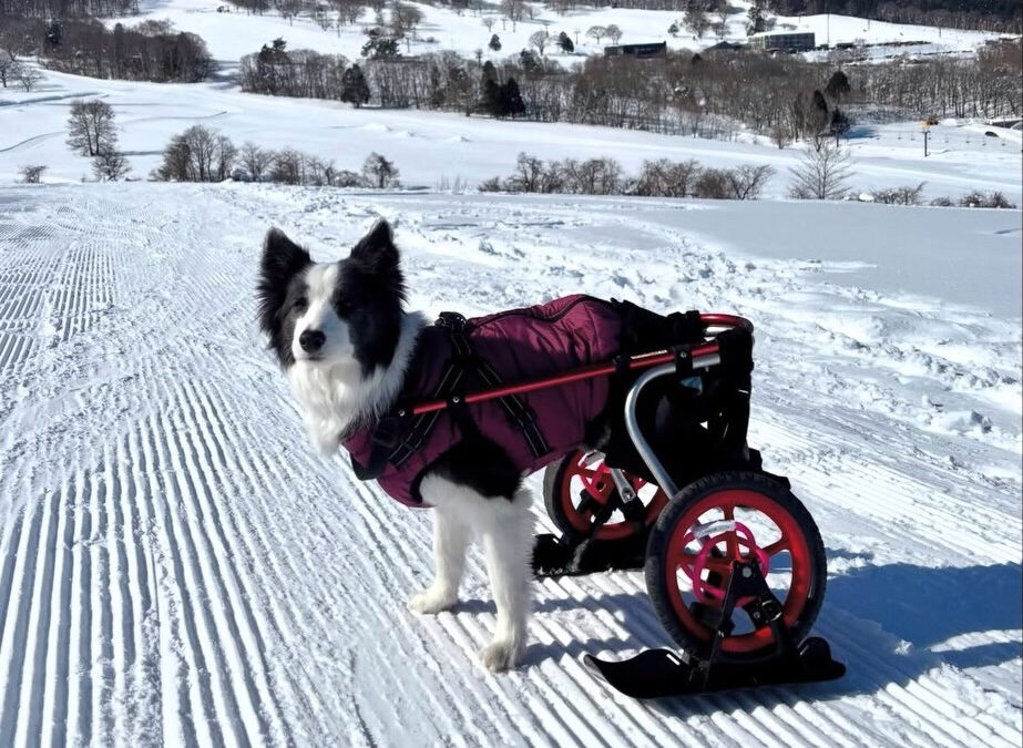雪上の銀チャリです